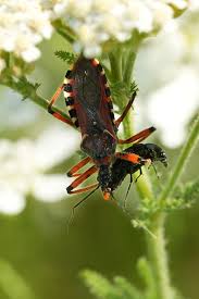 Attēlu rezultāti vaicājumam “Rhynocoris annulatus nymph”
