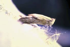 Attēlu rezultāti vaicājumam “Platyptilia gonodactyla imago”