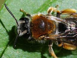 Attēlu rezultāti vaicājumam “Andrena haemorrhoa female”