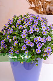 Image result for Exacum affine