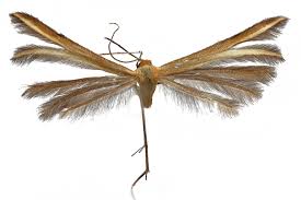 Attēlu rezultāti vaicājumam “Pterophoridae”