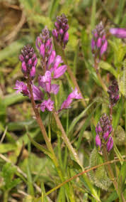 Attēlu rezultāti vaicājumam “Polygala comosa flower”