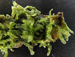 Attēlu rezultāti vaicājumam “Metzgeria furcata”