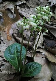 Attēlu rezultāti vaicājumam “Pyrola rotundifolia”