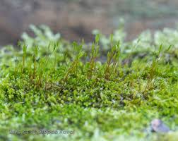 Attēlu rezultāti vaicājumam “Platygyrium repens”