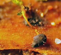 Attēlu rezultāti vaicājumam “Physarum flavicomum”