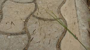 Attēlu rezultāti vaicājumam “Epirhoe tristata”