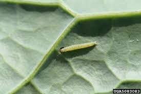 Attēlu rezultāti vaicājumam “Plutella xylostella”