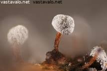 Attēlu rezultāti vaicājumam “Didymium bahiense spores”