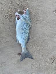 Image result for Pomadasys commersonnii