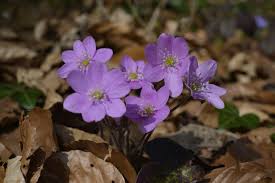 Attēlu rezultāti vaicājumam “Hepatica nobilis”