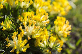 Attēlu rezultāti vaicājumam “Anthyllis arenaria flower”