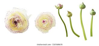 Attēlu rezultāti vaicājumam “Ranunculus lanuginosus bud”
