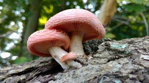 Attēlu rezultāti vaicājumam “Rhodotus palmatus”