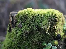 Attēlu rezultāti vaicājumam “Eurhynchium hians”