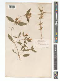 Image result for Galeopsis segetum