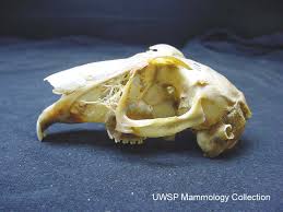 Attēlu rezultāti vaicājumam “Lepus sp.”