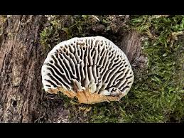 Attēlu rezultāti vaicājumam “Daedalea quercina”