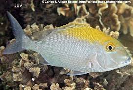 Image result for Calamus bajonado