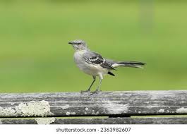 Image result for Mimus polyglottos