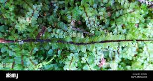 Attēlu rezultāti vaicājumam “Pseudobryum cinclidioides”