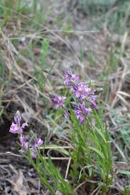 Attēlu rezultāti vaicājumam “Polygala comosa flower”