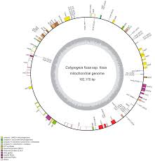 Attēlu rezultāti vaicājumam “Ptilidium pulcherrimum sporophyte”