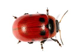 Attēlu rezultāti vaicājumam “Gonioctena viminalis”