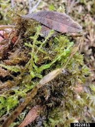 Attēlu rezultāti vaicājumam “Sphagnum platyphyllum”