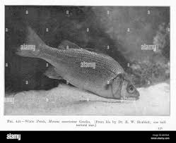 Image result for Morone americana