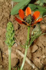 Image result for Adonis aestivalis