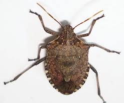 Attēlu rezultāti vaicājumam “Badhamiopsis sp.”