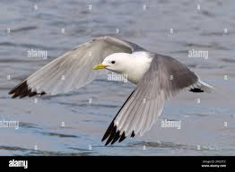 Attēlu rezultāti vaicājumam “Rissa tridactyla adult”