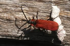 Attēlu rezultāti vaicājumam “Lygistopterus sanguineus”