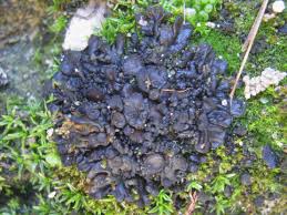 Attēlu rezultāti vaicājumam “Collema”