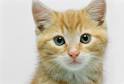 Why do cats have whiskers?: General Cat Care Tips: Animal Planet