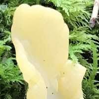 Attēlu rezultāti vaicājumam “Spathularia flavida”