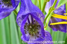 Image result for Aconitum napellus