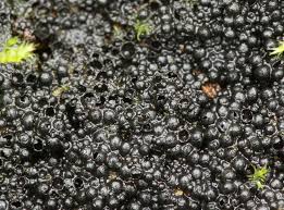 Attēlu rezultāti vaicājumam “Ruzenia spermoides”