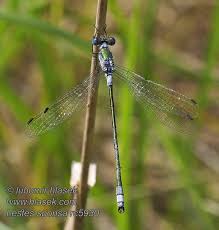 Attēlu rezultāti vaicājumam “Lestes sponsa”