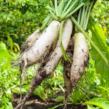 Image result for Rettich