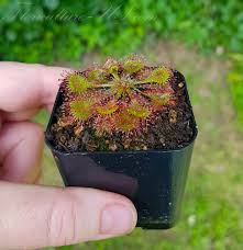 Attēlu rezultāti vaicājumam “Drosera rotundifolia”