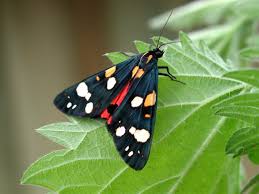 Attēlu rezultāti vaicājumam “Callimorpha dominula”