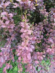 Attēlu rezultāti vaicājumam “Berberis vulgaris”