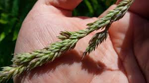 Attēlu rezultāti vaicājumam “Phalaroides arundinacea”