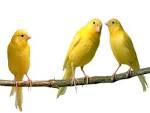 Three Yellow Canaries Birds Wallpaper | Animals Desktops and Stock ...