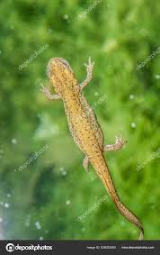 Attēlu rezultāti vaicājumam “Sauria”