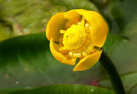 Attēlu rezultāti vaicājumam “Nuphar lutea flower”