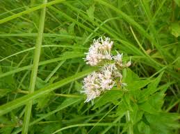 Image result for Eupatorium cannabinum