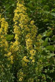 Image result for Solidago virgaurea